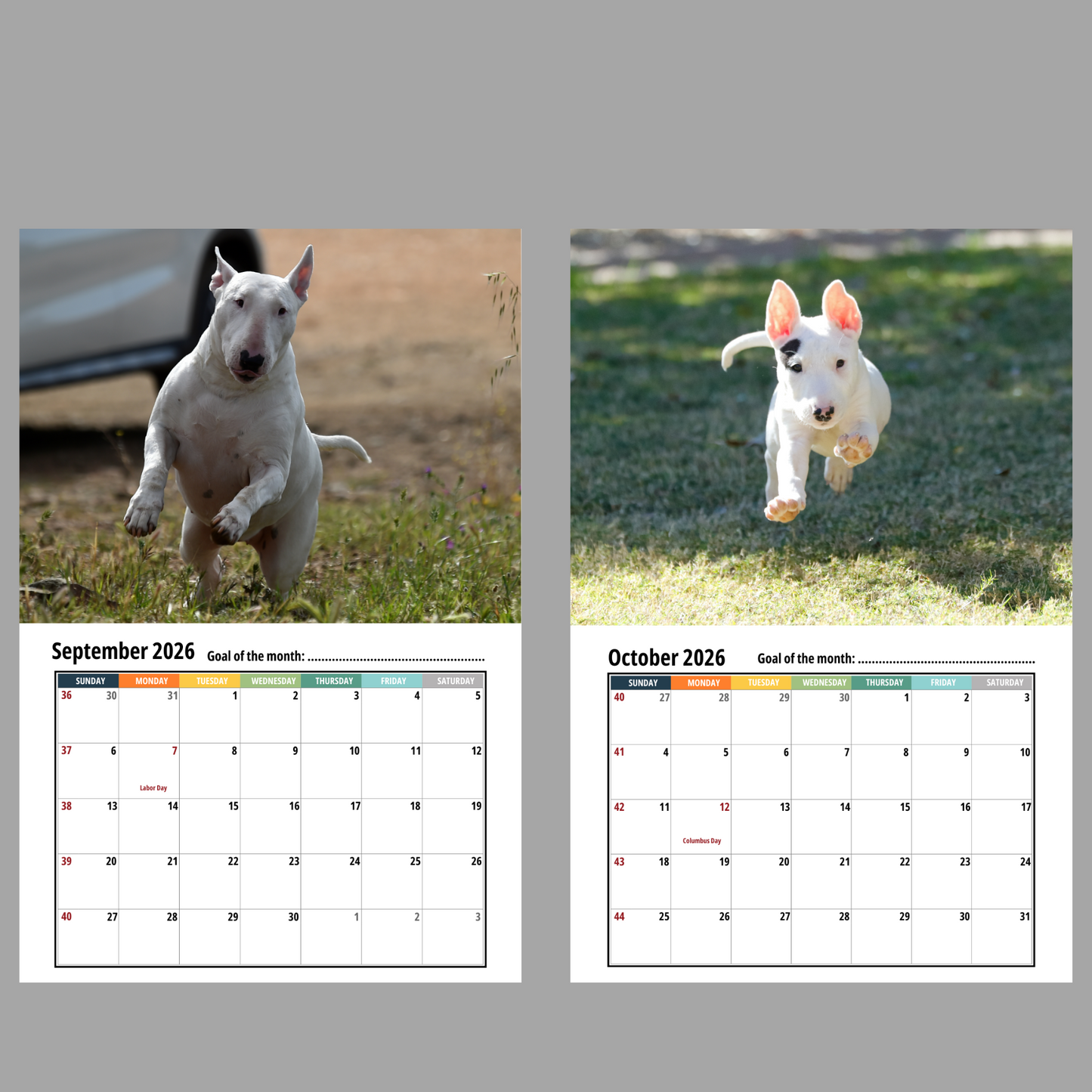 Bull Terrier Wall Calendar 2026