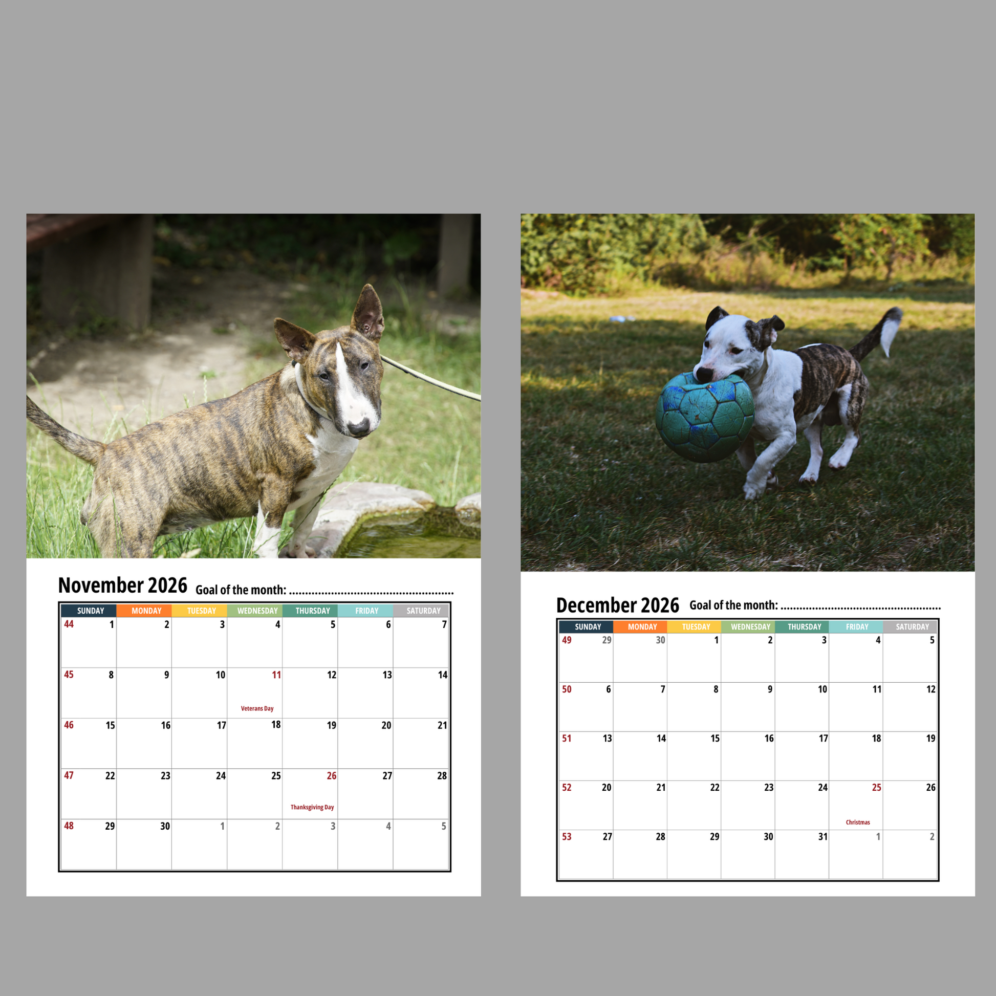 Bull Terrier Wall Calendar 2026