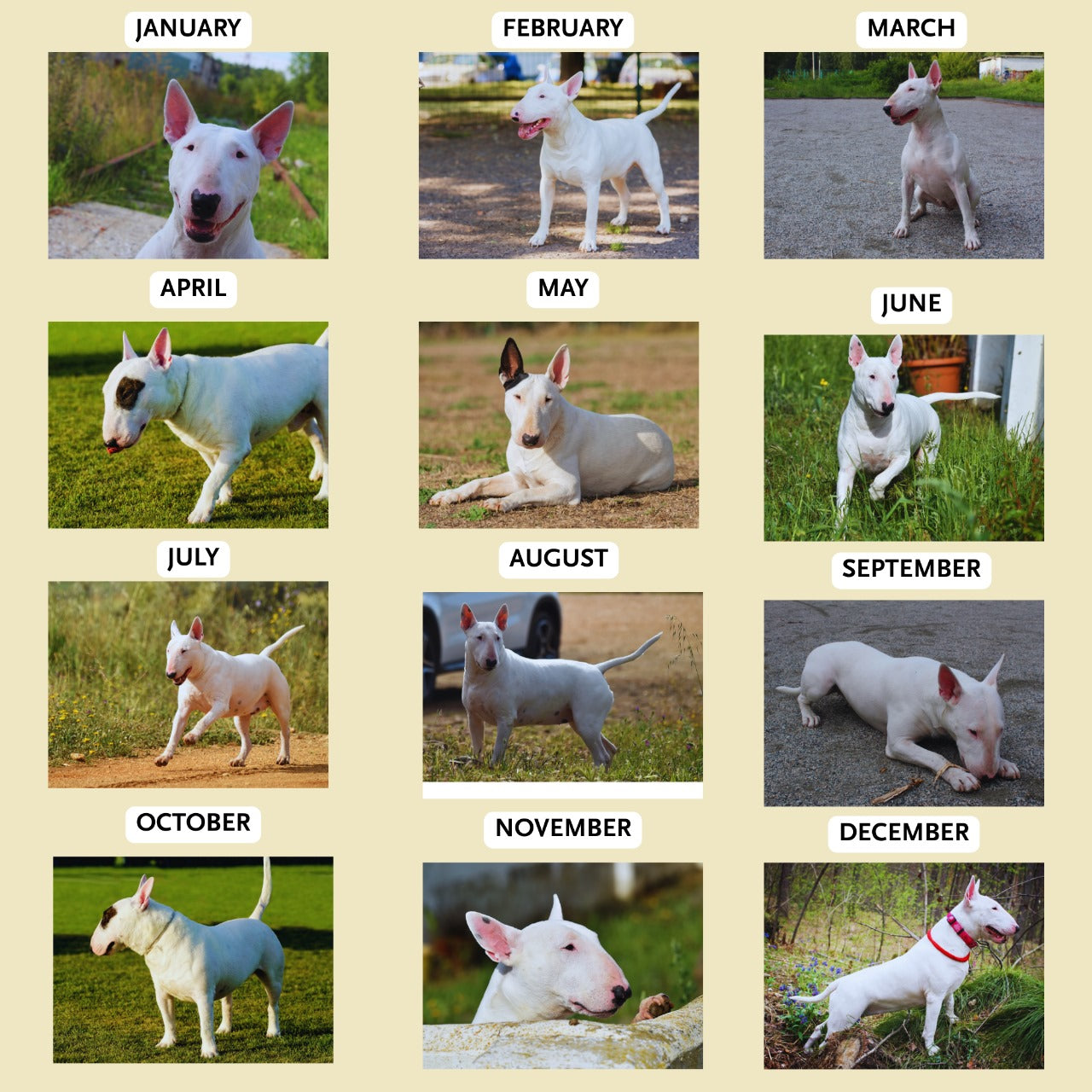 Bull Terrier Wall Calendar 2026