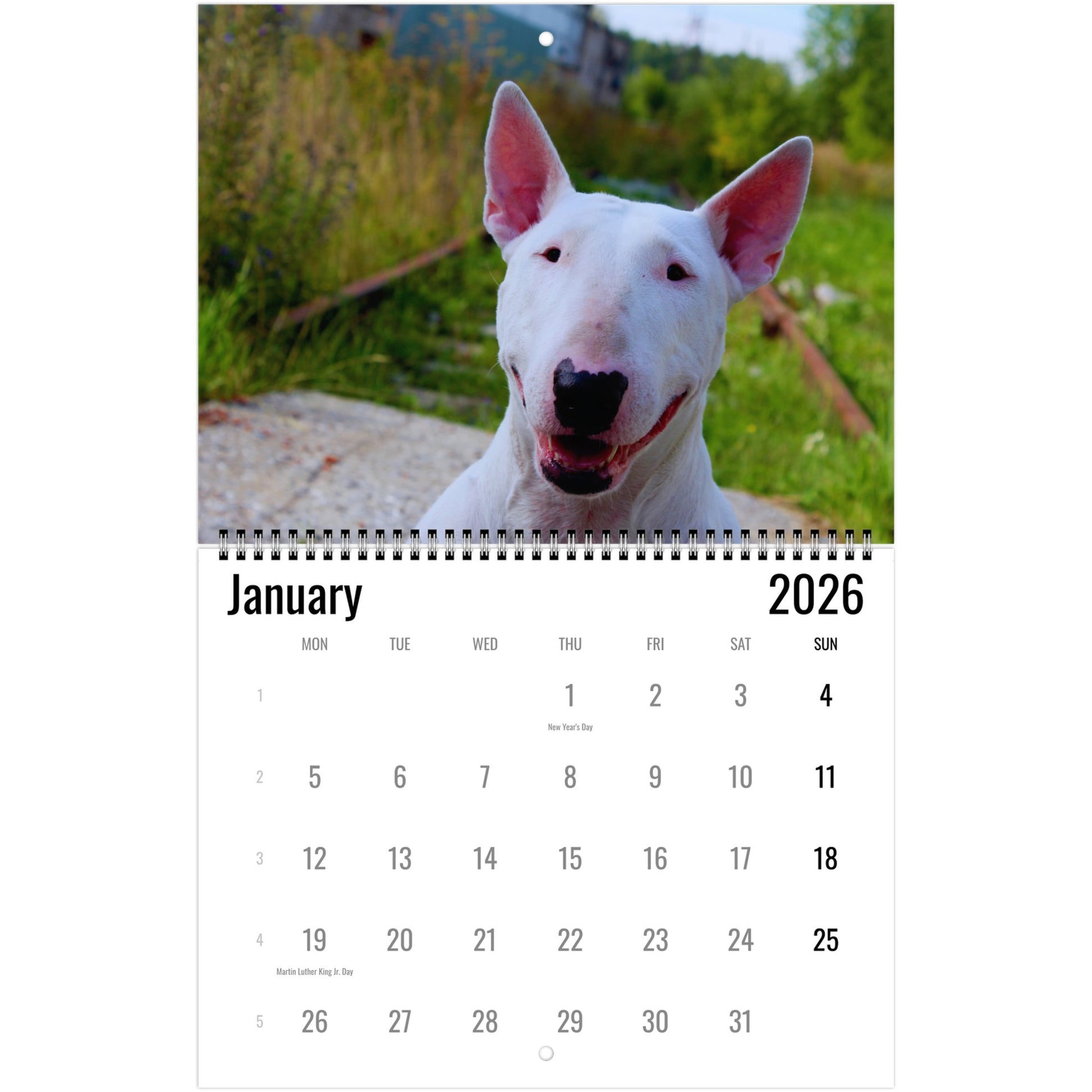 Bull Terrier Wall Calendar 2026