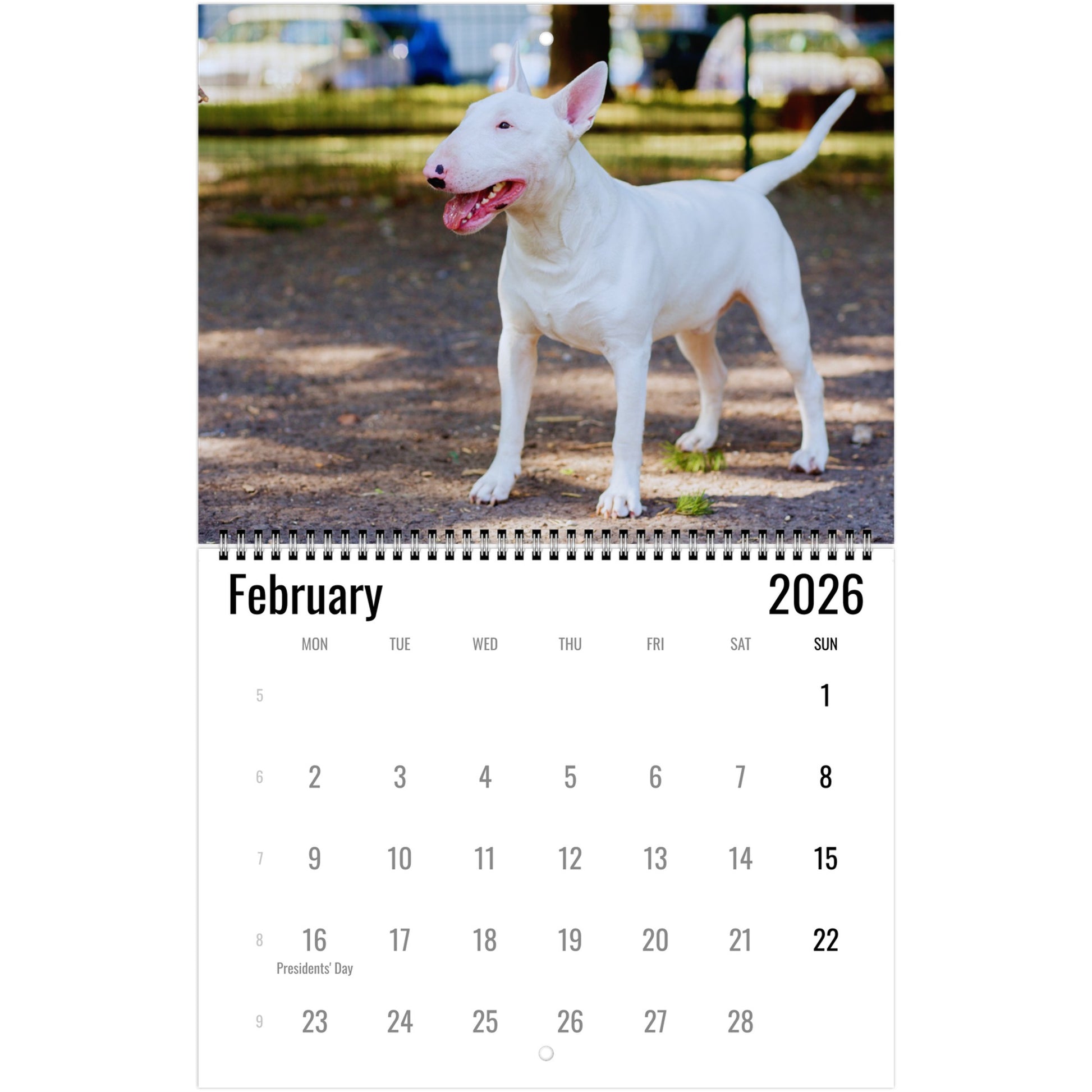 Bull Terrier Wall Calendar 2026