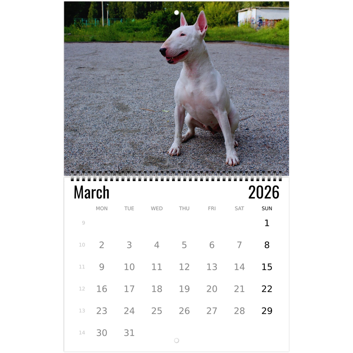 Bull Terrier Wall Calendar 2026