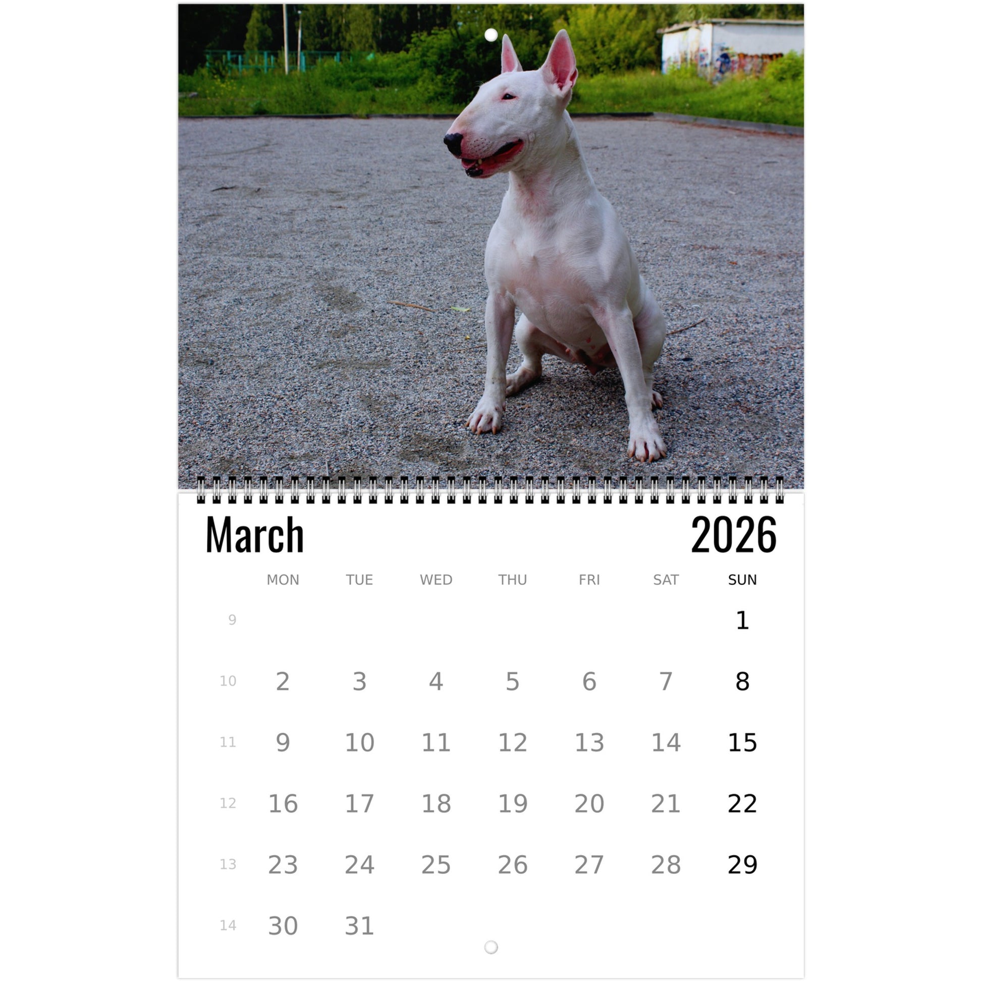 Bull Terrier Wall Calendar 2026