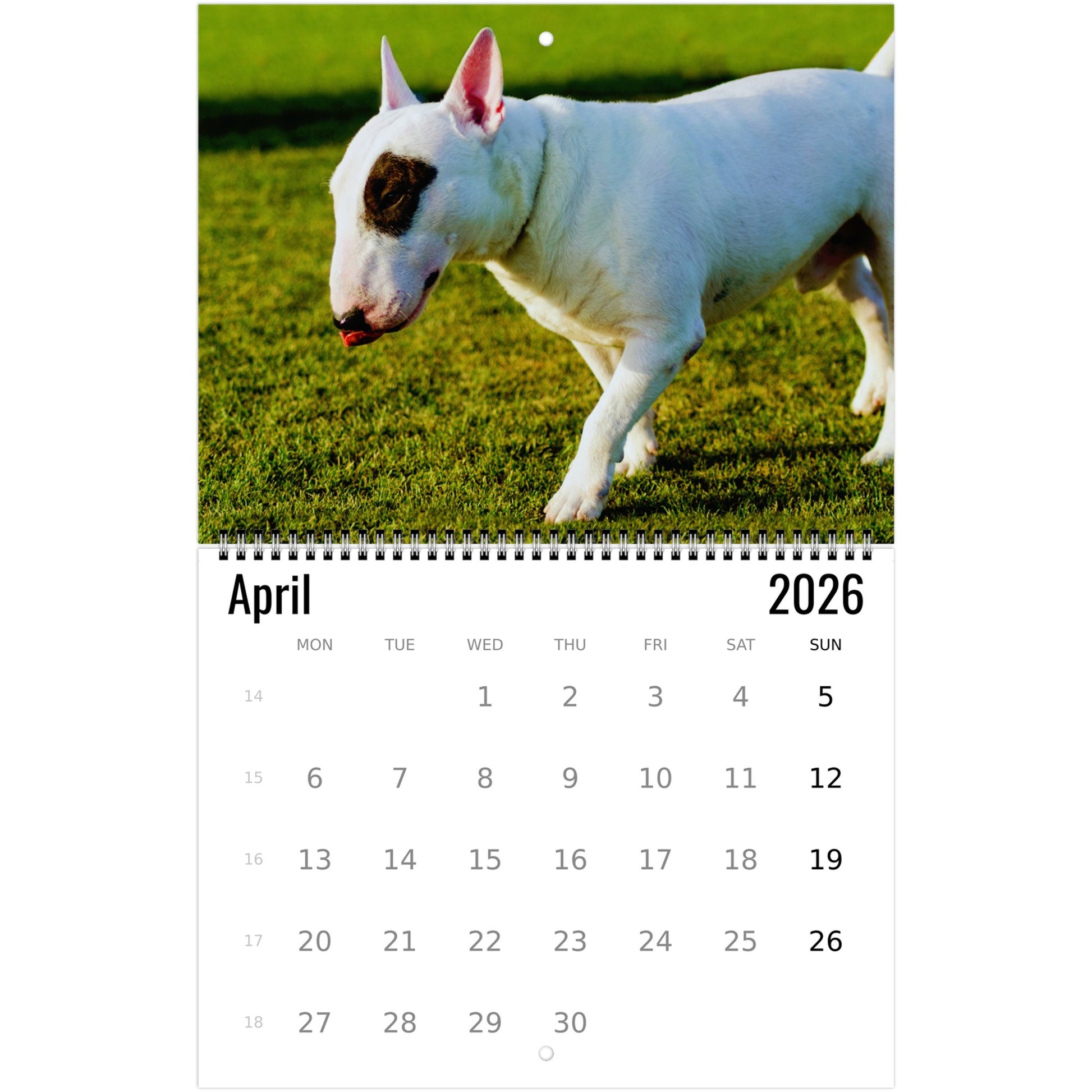 Bull Terrier Wall Calendar 2026