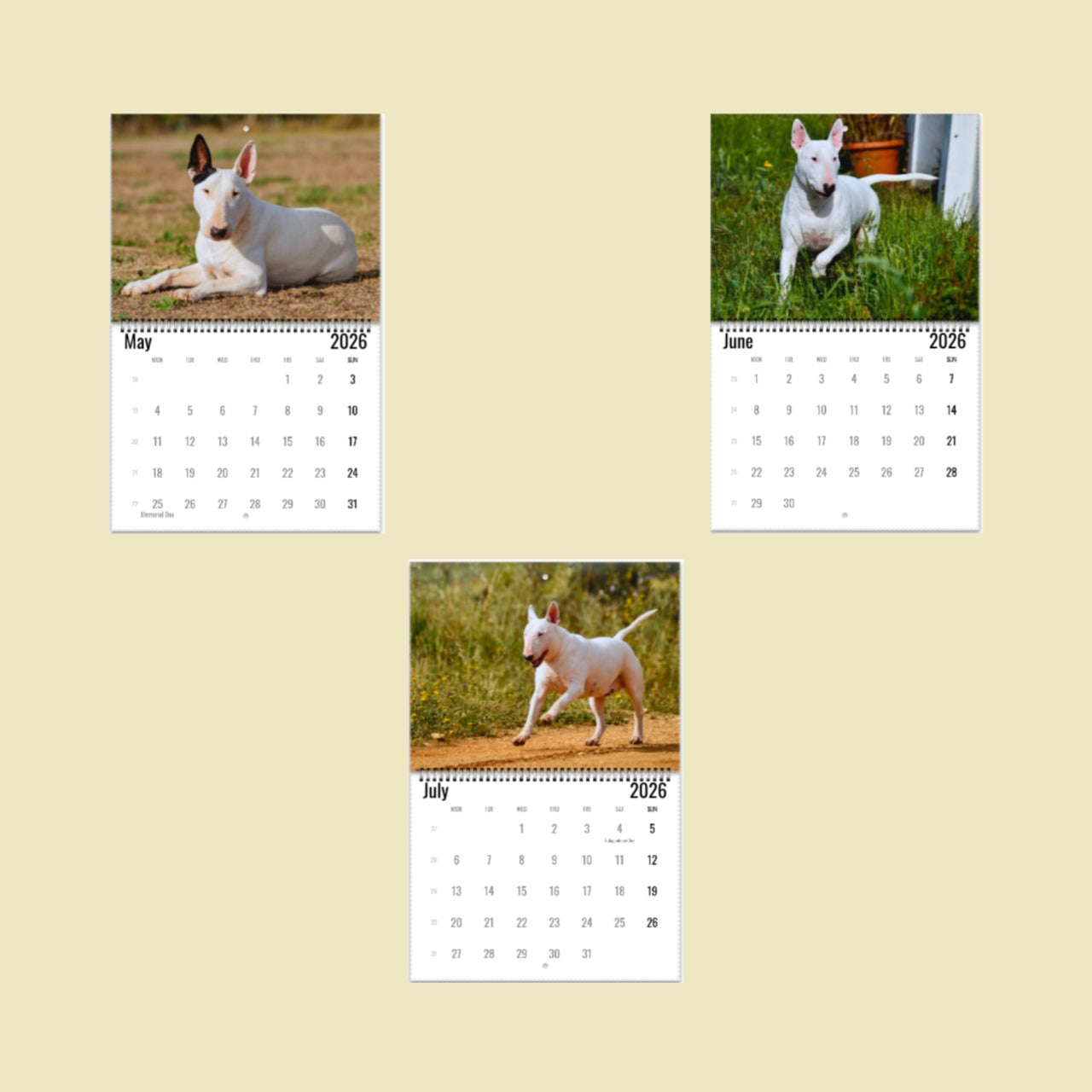 Bull Terrier Wall Calendar 2026