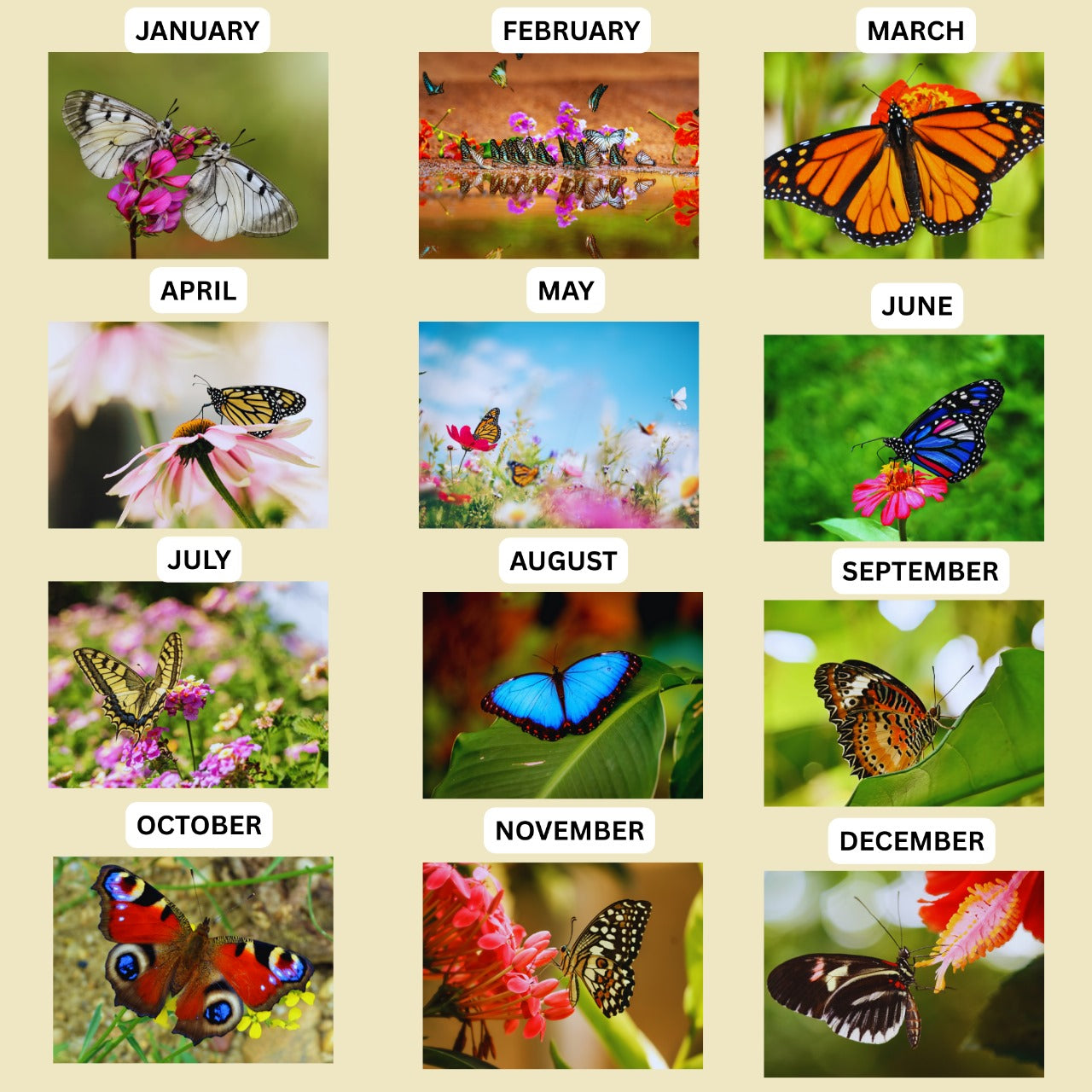 Butterfly 2026 Calendar