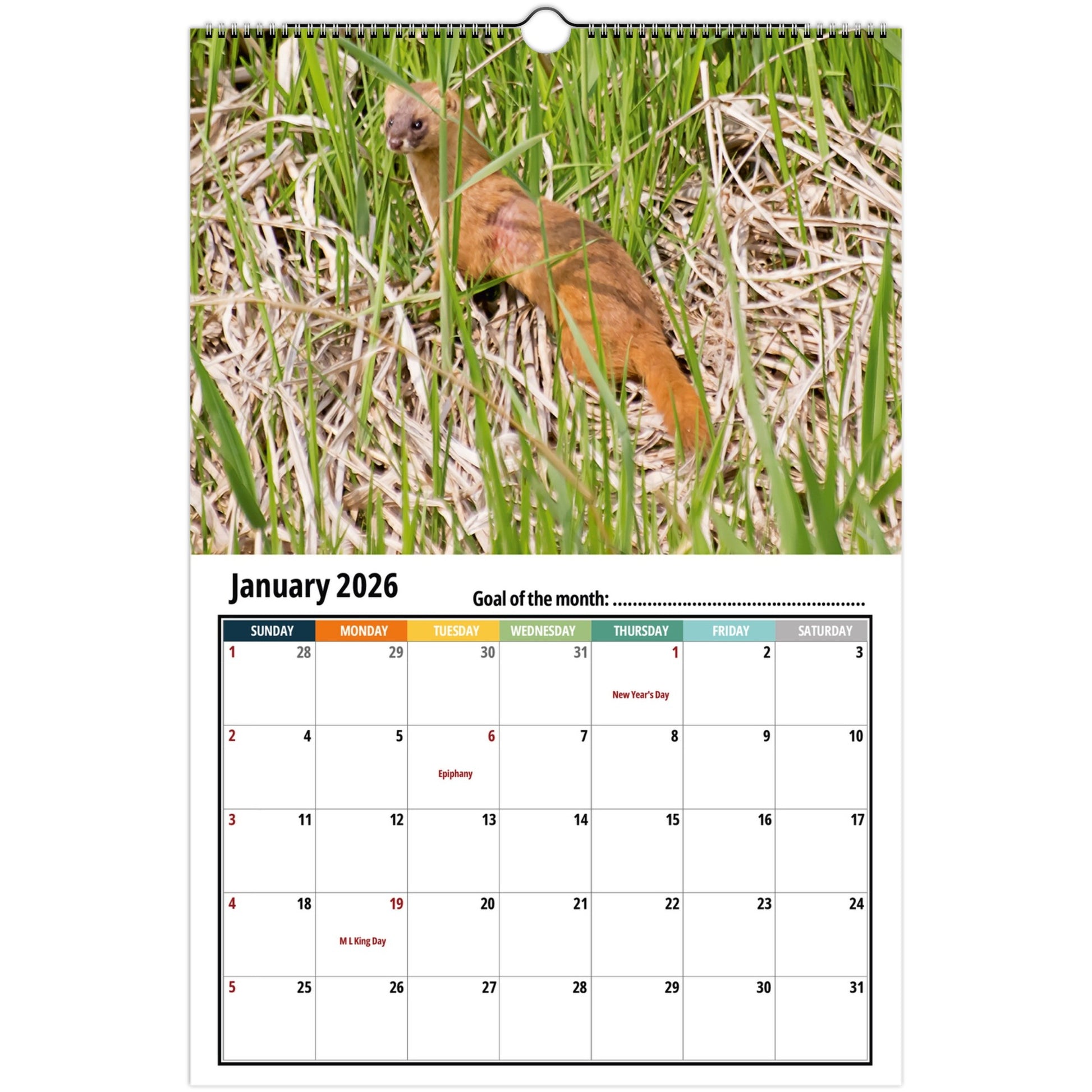 Calendar with a weasel in grass for January 2026