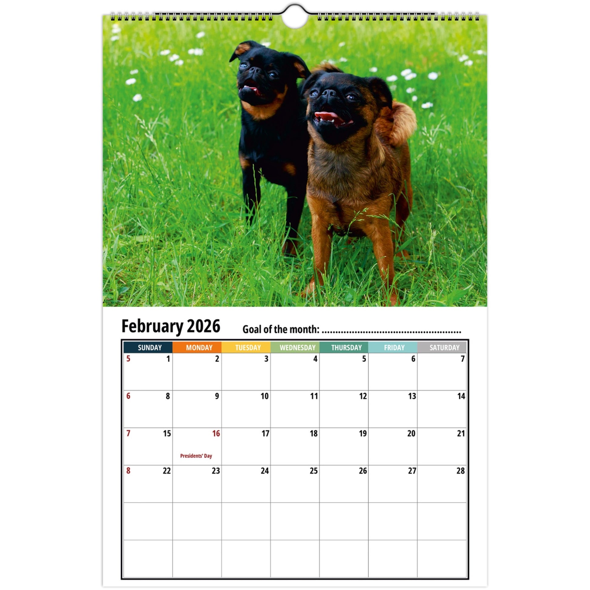 Calendar with two brussels griffon dogs on a grassy background, showing February 2026.
