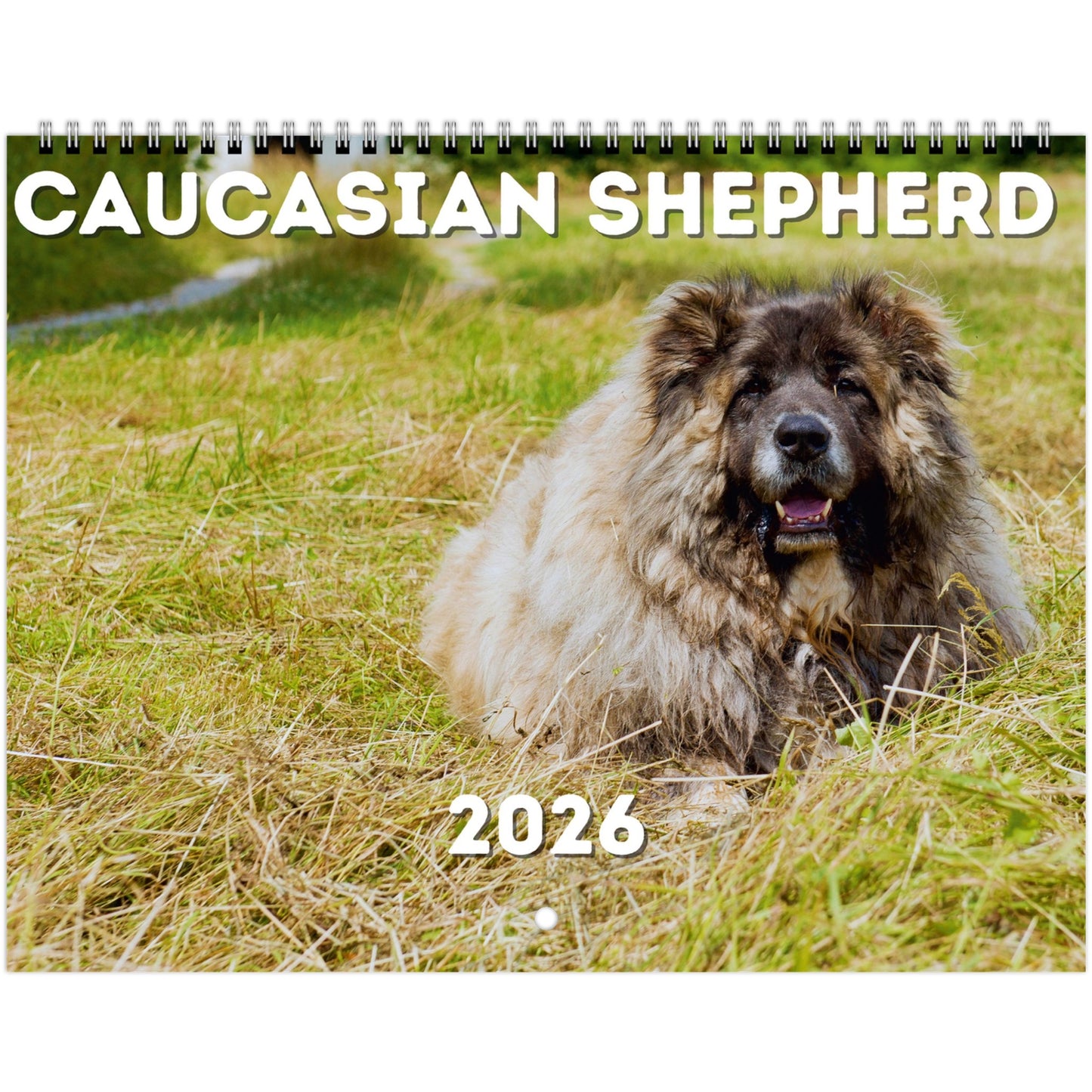 Caucasian Shepherd Wall Calendar 2026