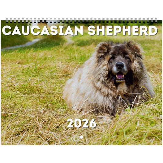 Caucasian Shepherd Wall Calendar 2026