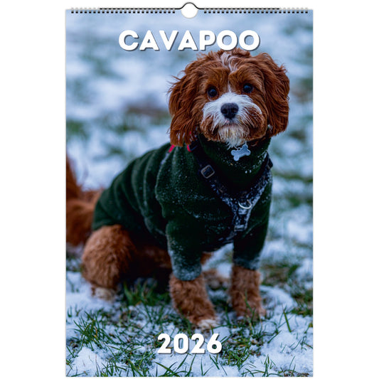 Cavapoo Wall Calendar 2026