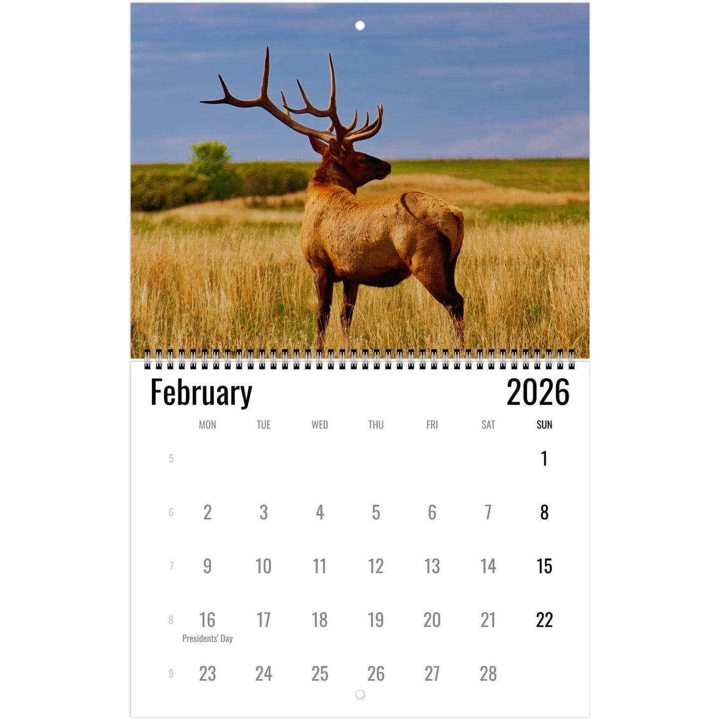 Elk February 2026