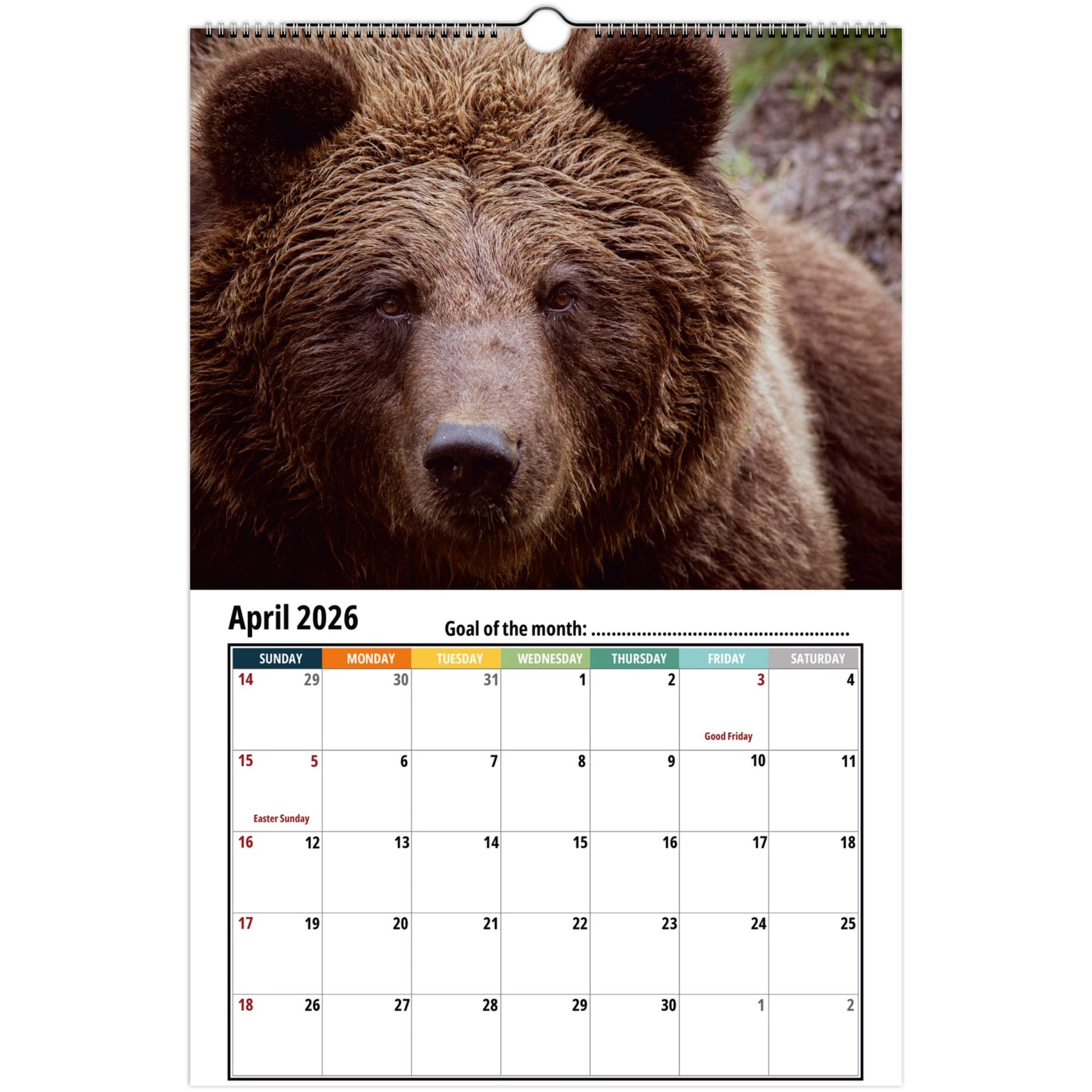 Grizzly Bear Wall Calendar 2026 2