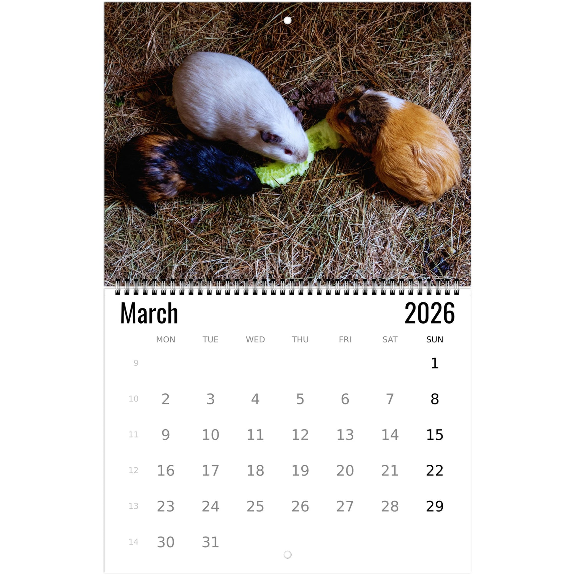Guinea Pig Wall Calendar 2026