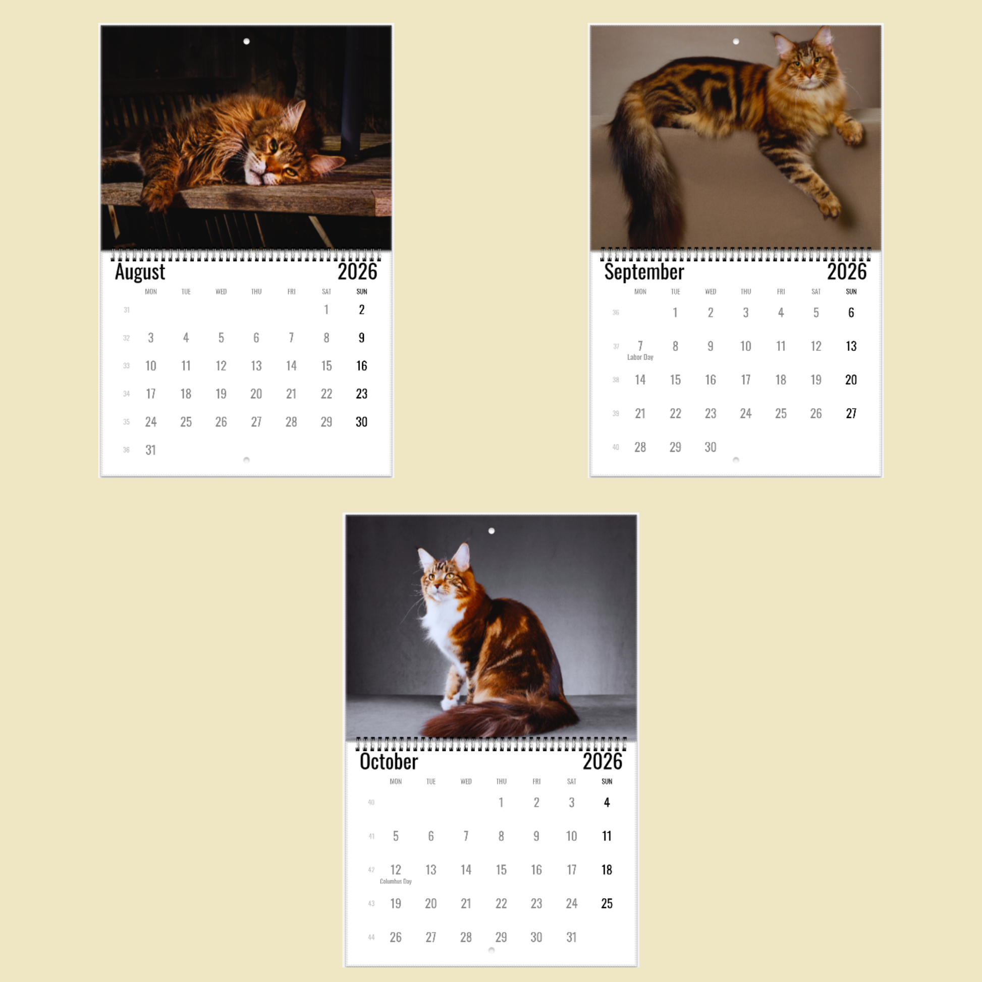 Maine Coon Wall Calendar 2026