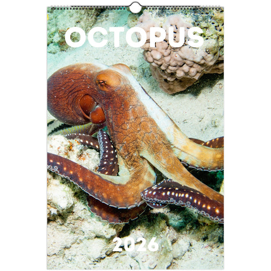 Octopus Wall Calendar 2026....