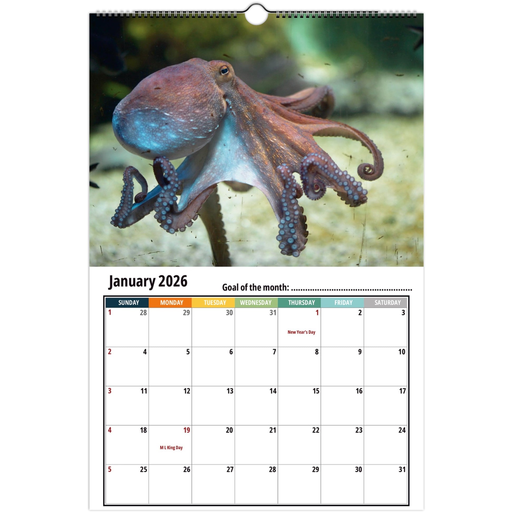 Octopus january 2026