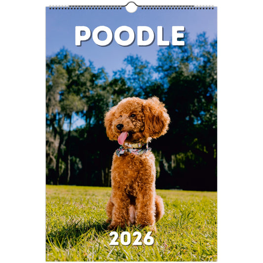 Poodle Wall Calendar 2026