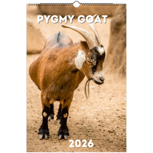 Pygmy Goat Wall Calendar 2026