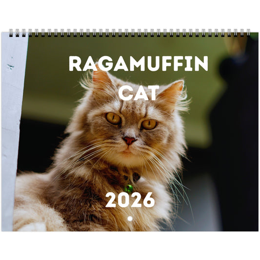 Ragamuffin Cat Wall Calendar 2026