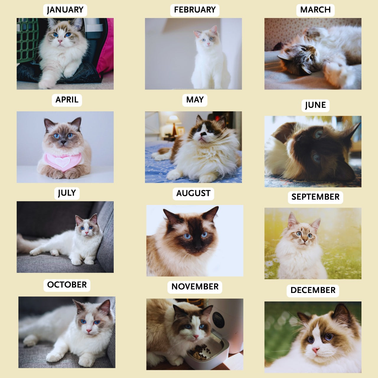 Ragdoll Cat Calendar 2026