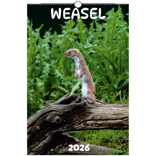 Weasel Wall Calendar 2026