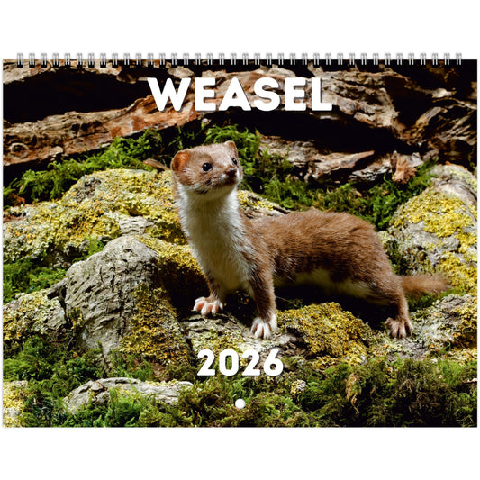 Weasel Wall calendar 2026