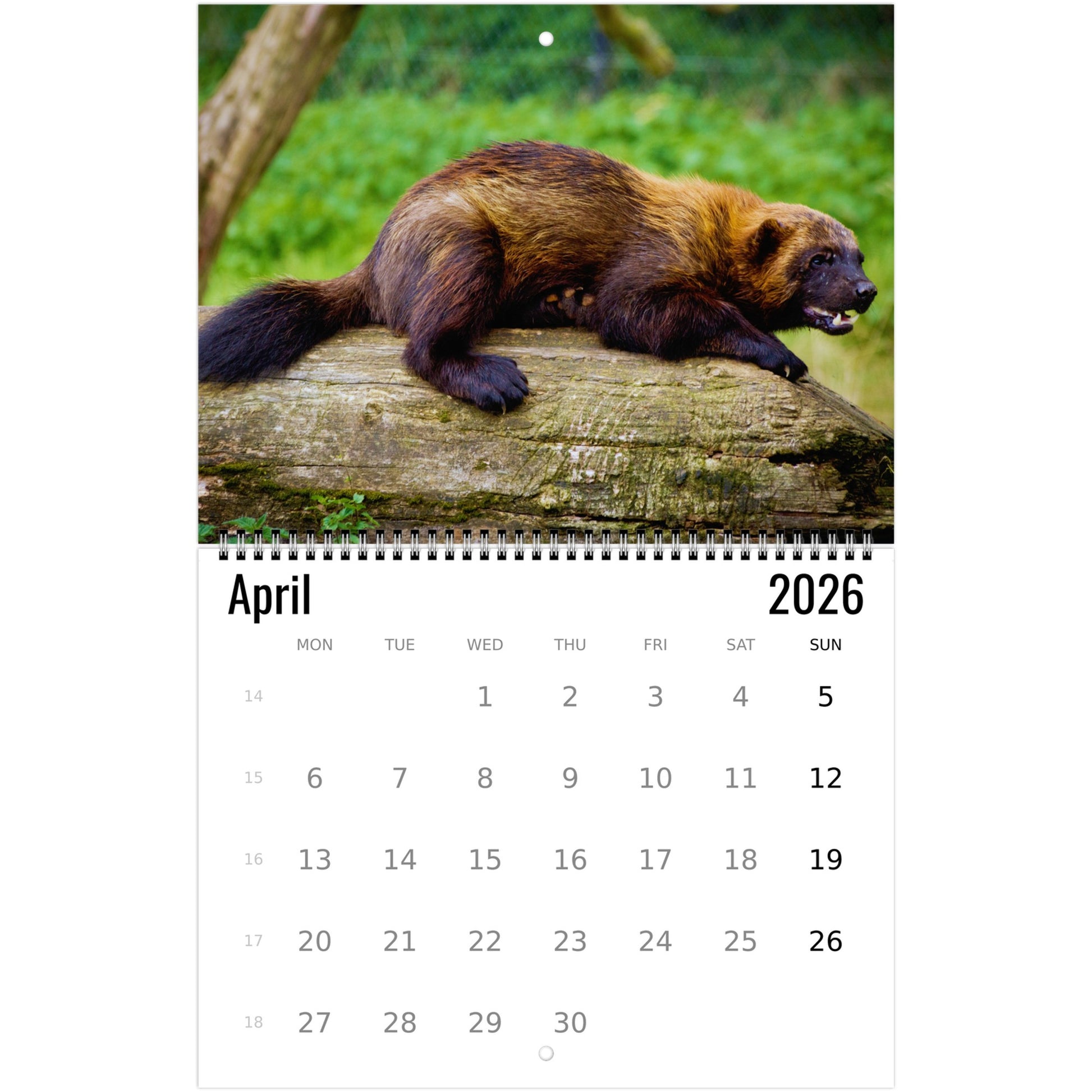Wolverine Wall Calendar 2026