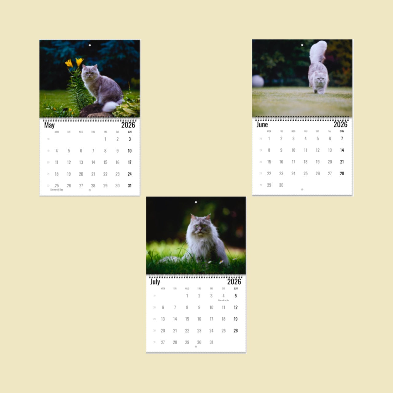 British Longhair Cat Wall Calendar 2026