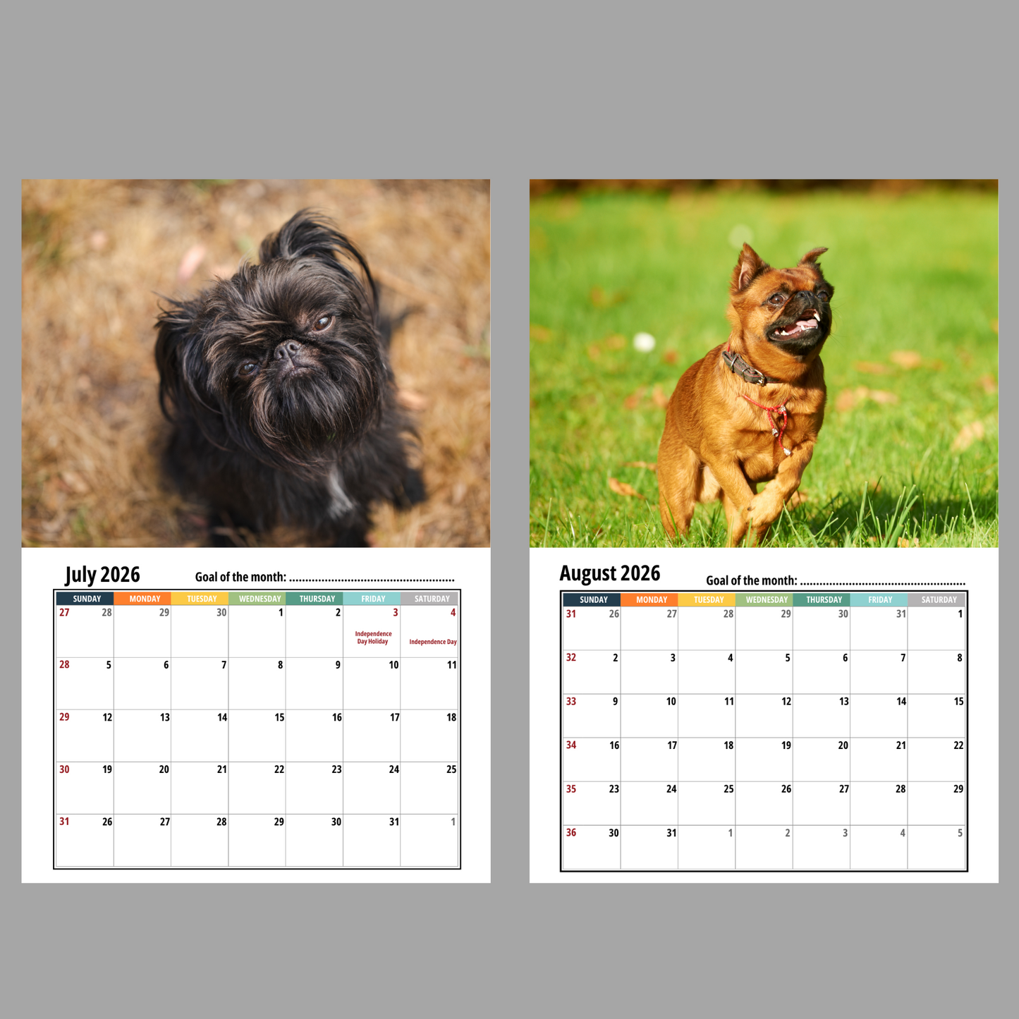 Brussels Griffon Wall Calendar 2026