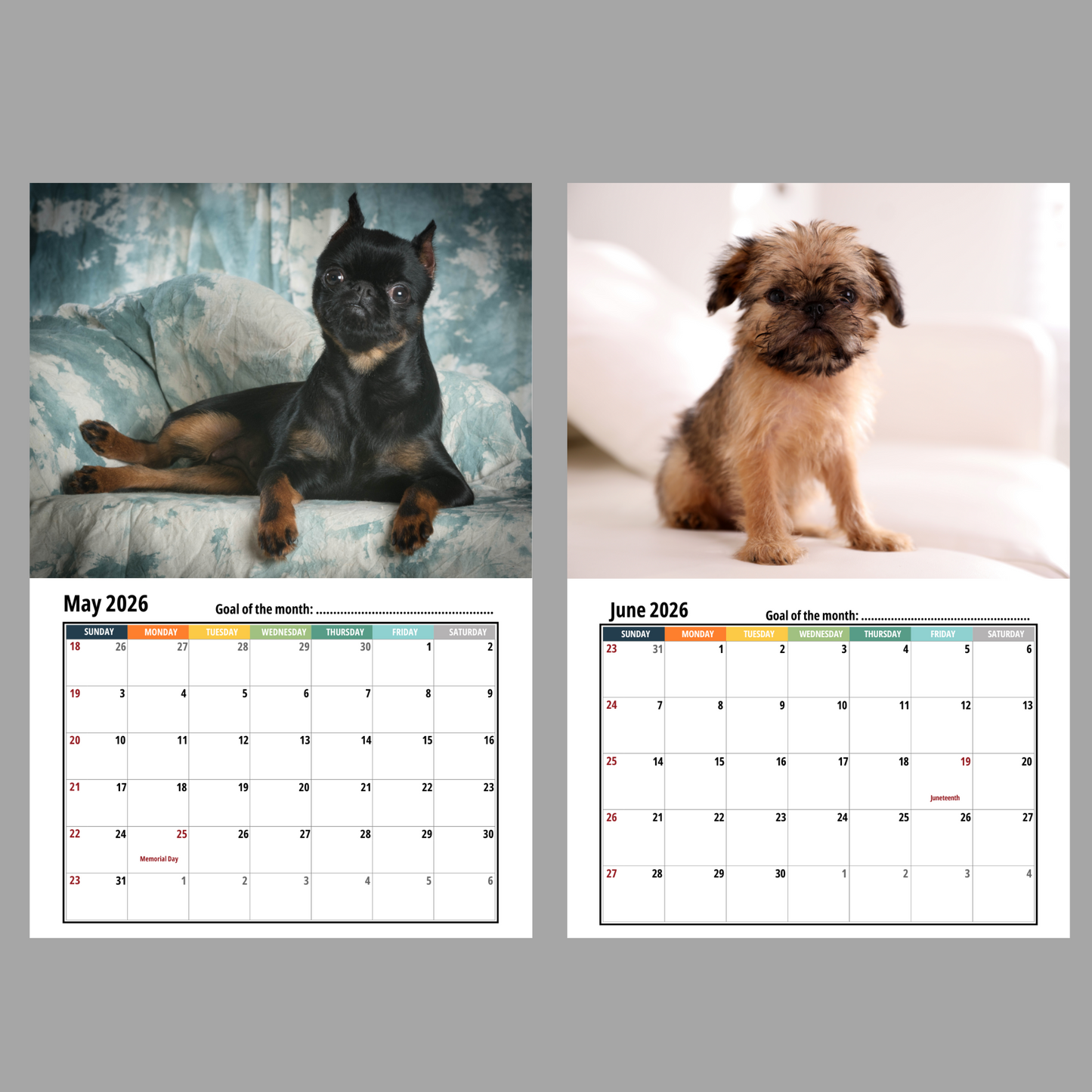 Brussels Griffon Wall Calendar 2026