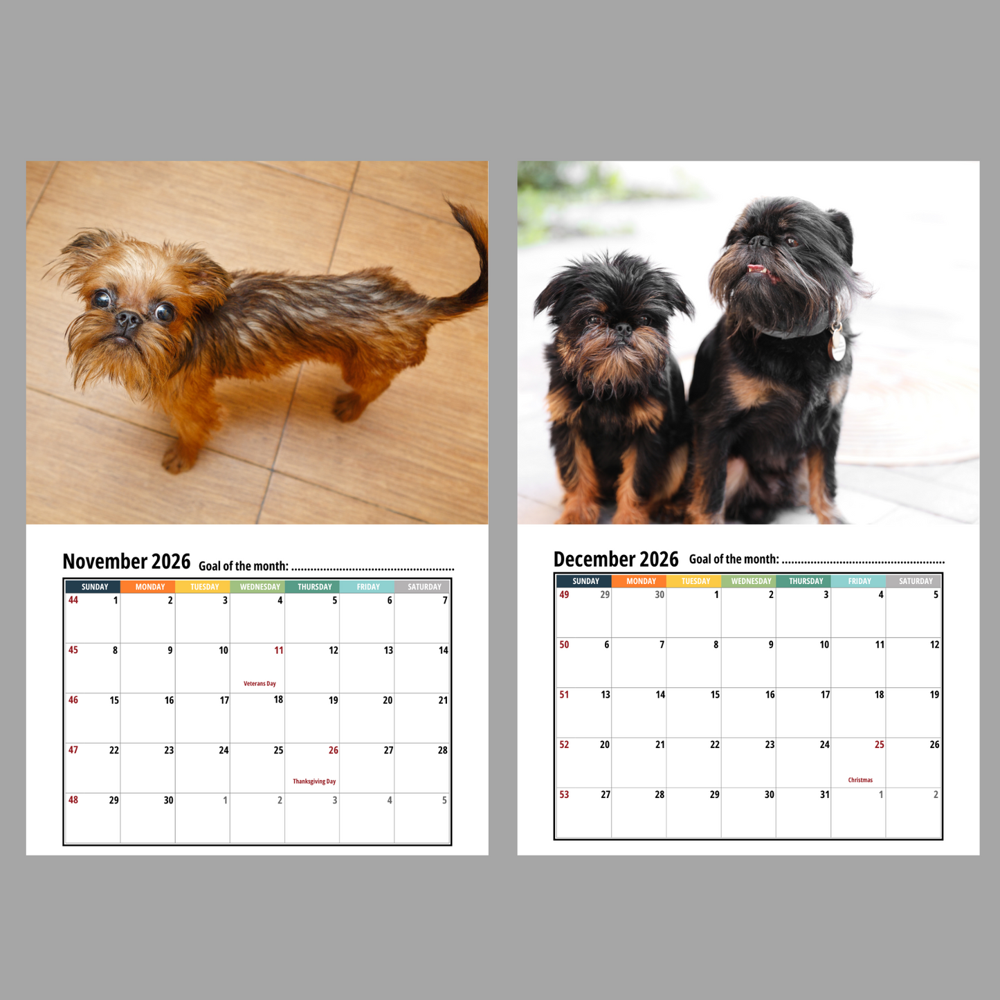 Brussels Griffon Wall Calendar 2026