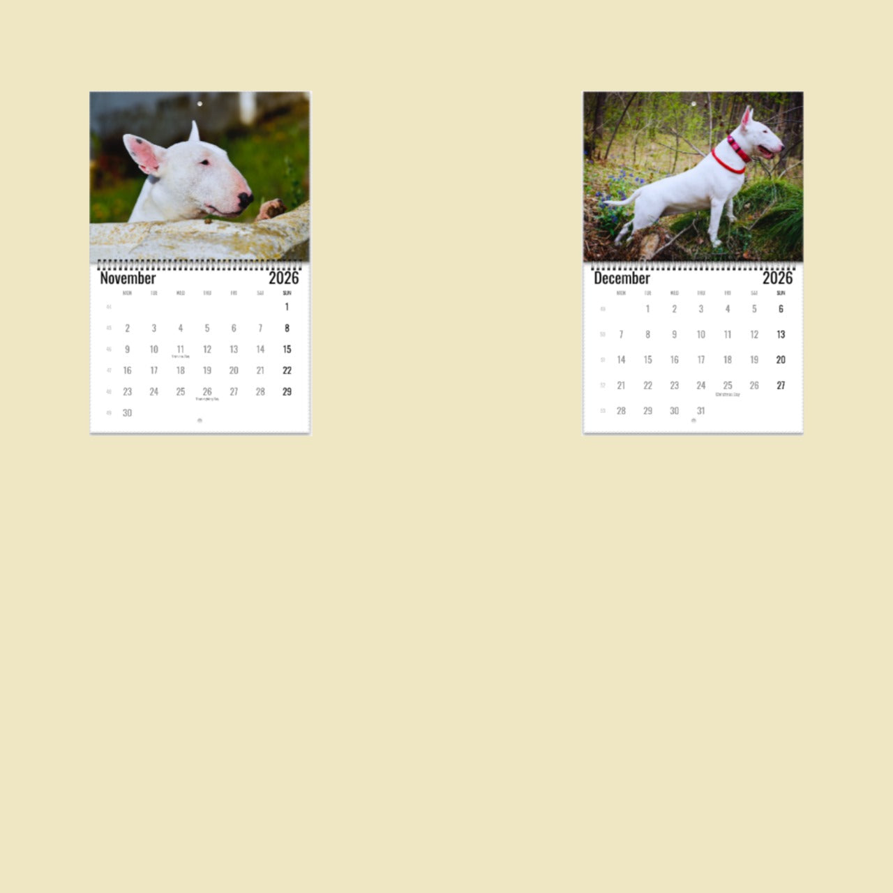 Bull Terrier Wall Calendar 2026