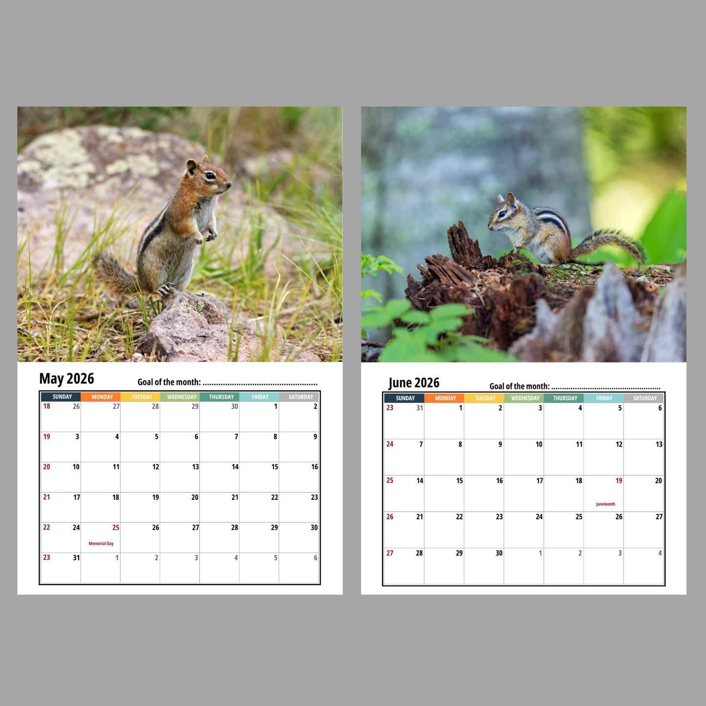 Chipmunk Wall Calendar 2026