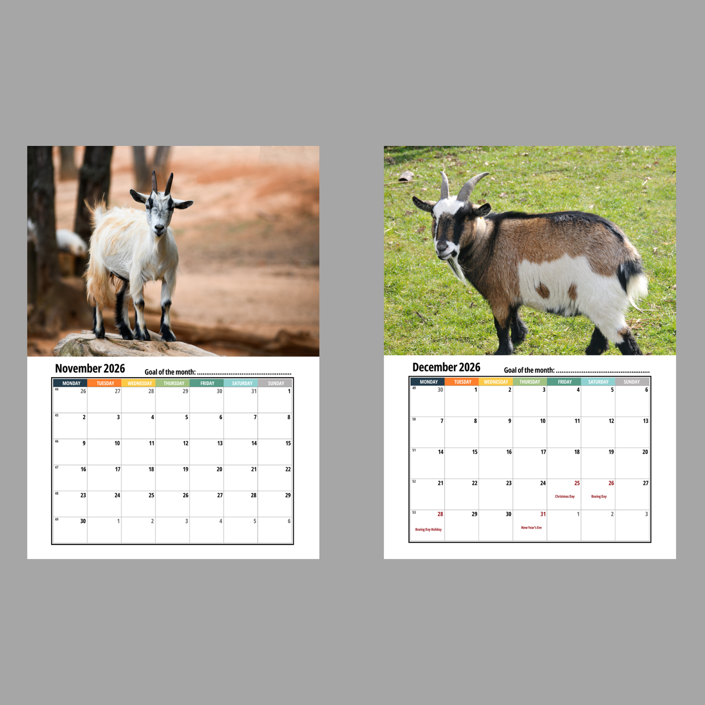 Pygmy Goat Wall Calendar 2026