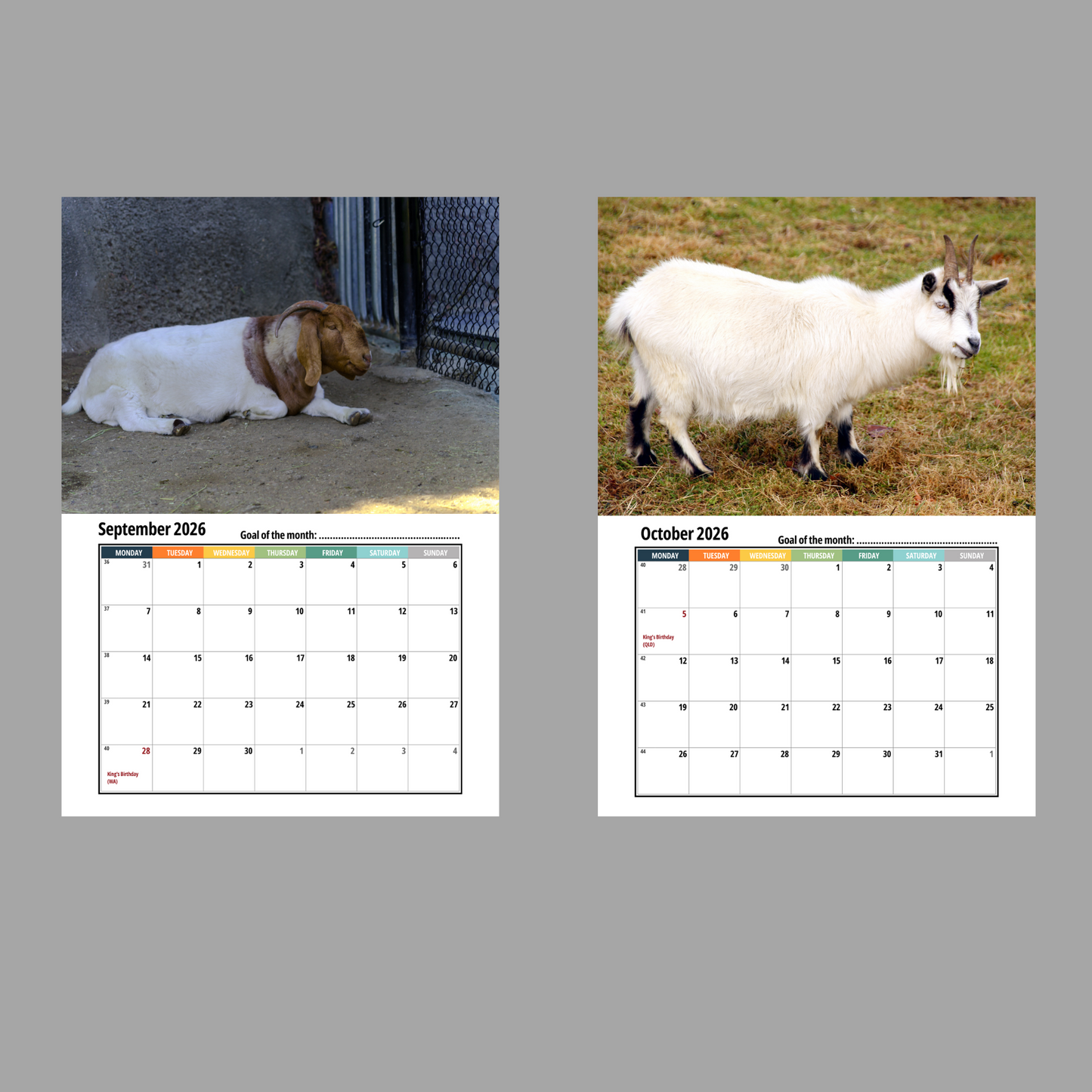 Pygmy Goat Wall Calendar 2026