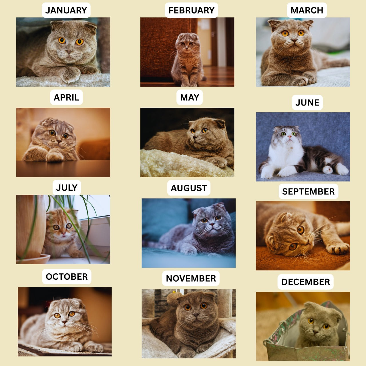 ragamuffin calendar 2026